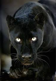 Black Pantherhttps Eglobalshops Com Panteras Felino Pantera Animales Pumas Animal