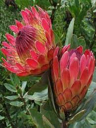 Pin On Gardening
