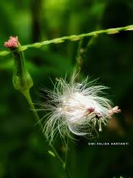 Image result for Crassocephalum montuosum