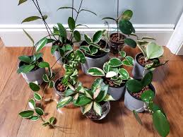 Hydroponics plants are grown with their root suspend directly into the water with no growing when grown in soil remember to renew the dirt between plant and when growing hydroponically know that. I Switched Most Of My Houseplants To Semi Hydroponics Here S My Collection Of Hoyas In Leca Houseplants