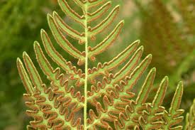 Image result for Pteridium aquilinum