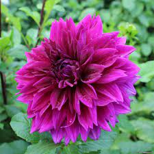 Thomas Edison Dinner Plate Dahlia Bulb Flowers Flowers Flower Garden