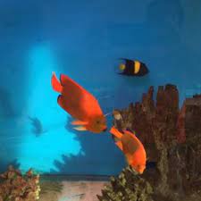 Now that you have a clean fish, or prepared your steaks or fillets, you can store your fish or cook your fish! Best Fish Stores Near Me July 2021 Find Nearby Fish Stores Reviews Yelp