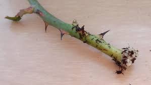 Image result for cuttings of roses