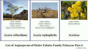 Image result for Acacia welwitschii