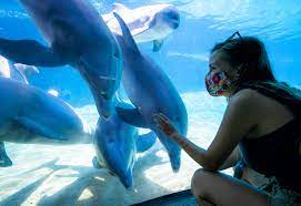 Check spelling or type a new query. Seaworld San Diego Reopens With Orca And Dolphin Stadium Shows Plus Food And Beer Festival Orange County Register