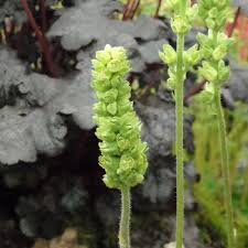 Image result for Heuchera cylindrica Greenfinch