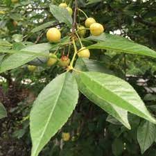 Check spelling or type a new query. What Are Yellow Cherries Learn About Growing Yellow Cherry Trees