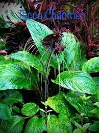 Tacca Chantrieri Black Bat Flower Cat S Whiskers Flower Unusual Plants Youtube Unusual Plants Plants Bat Flower