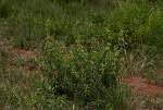 Image result for Lippia oatesii