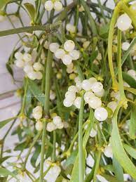 mistletoe ヤドリギ ヤドリギ 花 アンティーク