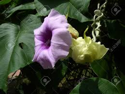 Old world species native to australia. Argyreia Nervosa Hawaiian Baby Woodrose Elephant Creeper Climbing Stock Photo Picture And Royalty Free Image Image 58153441