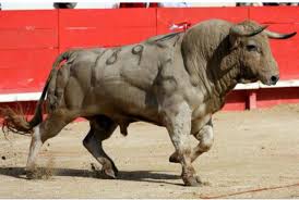 Pin By Vladimir Pliev On Toros Bull Cow Animals Wild Animals