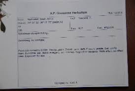 Image result for Aptosimum elongatum