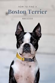 All puppies are ckc registered and will have shots. How To Find A Boston Terrier Puppy Boston Terrier Breeders Boston Terrier Boston Terrier Puppy
