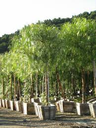 Image result for Schinus molle