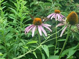 Omaha Ne Photos Are My Own Linda Drage Wild Flowers Plants Flowers