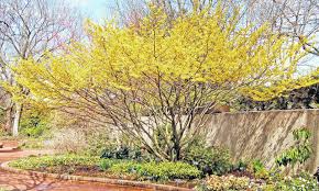 What are the best trees for ohio landscaping? Witch Hazel Blooms In Late Winter Portsmouth Daily Times