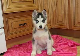 If you get them both i will sweeten the deal. Blue Eyes Siberian Husky Puppy Girl