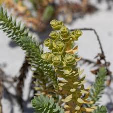Image result for Euphorbia ugandensis