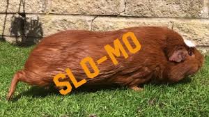 The white crested guinea pig, or crested for short, has a short, smooth, silky coat just like the american. Ginger Ninja Slo Mo White Crested Ginger Guinea Pig Youtube