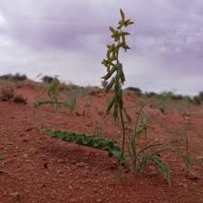 Image result for Dipcadi marlothii