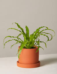 Indoor plant low light cold. 31 Best Low Light Indoor Plants And How To Care For Them Architectural Digest