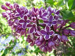Pin On A Passion For Purples