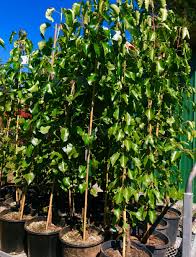 They have a naturally neat form, with upright branches and a clean trunk. Ornamental Pear Manchurian Rockbank Nursery