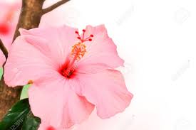 The genus is quite large, comprising several hundred species that are native to warm temperate. Hibiscus Flower Natural Pink Color Stock Photo Picture And Royalty Free Image Image 16656058