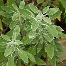 Image result for Lamiaceae