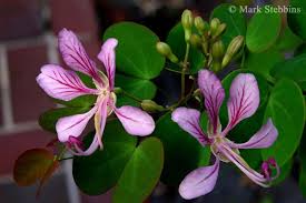 Image result for Bauhinia bowkeri