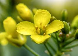 Image result for Brassica rapa