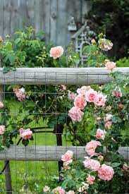 Rose Love Rose Garden Design Garden Fence Paint Rose Fence
