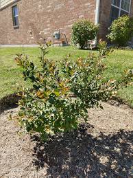 We did not find results for: Do I Have A Crepe Myrtle Bush Or Tree Gardening Landscaping Stack Exchange