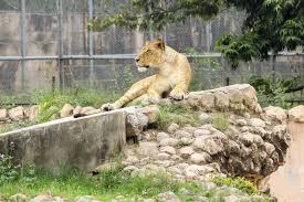 Animals starting with t & u & v. Head Of Zoo Says He Might Start Killing Animals If He Can T Open Or Get Stimulus Prague Monitor Czech News In English