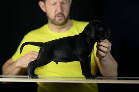 It's also free to list your available puppies and litters on our site. Buy Cane Corso In Overland Park And For Sale Italian Mastiff Puppies In Kansas Cane Corso Barcelona
