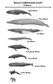 whale chart ocean whale ocean creatures water animals