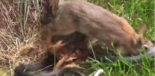 Termenul de iepure desemnează mamiferele cu urechi lungi din familia leporidae, ordinul lagomorpha. Imagini De Necrezut Lupta Unui Iepure Cu Un Sarpe Imens Pentru A Si Salva Puii Aktual24