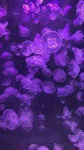 Purple Pinterest Patriciamaroca Animal Pictures Sea Life Purple Lilac
