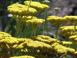 Flowers hold their color when dried. Achillea Filipendulina Coronation Gold California Flora Nursery