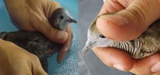 Cukup dengan perawatan yang simple dan dilakukan secara rutin burung perkutut anda dipastikan lebih sering berbunyi. 10 Cara Merawat Burung Perkutut Agar Rajin Bunyi Dan Sehat