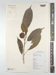 Image result for Ficus ottoniifolia