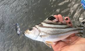 Bandar tapah di perak, malaysia, dinamai sempena ikan ini. 10 Nama Ikan Yang Pelik Siri 1 Umpan