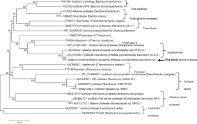 Bangkit melawan atau tunduk ditindas. Recombinant Production And Characterization Of An Extracellular Subtilisin Like Serine Protease From Acinetobacter Baumannii Of Fermented Food Origin Springerlink