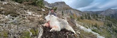 Goat Hunt — Height of the Rockies Adventure Goat Moose Elk Hunts BC