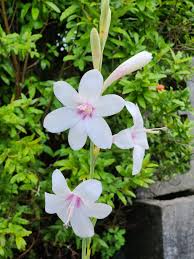 Image result for Vitex thyrsiflora