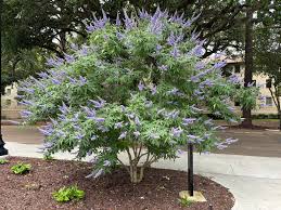 Image result for Vitex franceseana