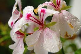 Comment arroser une orchidée pendant la phase de floraison ? Arrosage Orchidee Comment Bien Arroser Une Orchidee Phalaenopsis