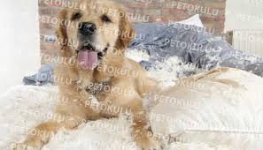 Kopeklerde Kemirme Nedenleri Ve Cozumu Pet Okulu